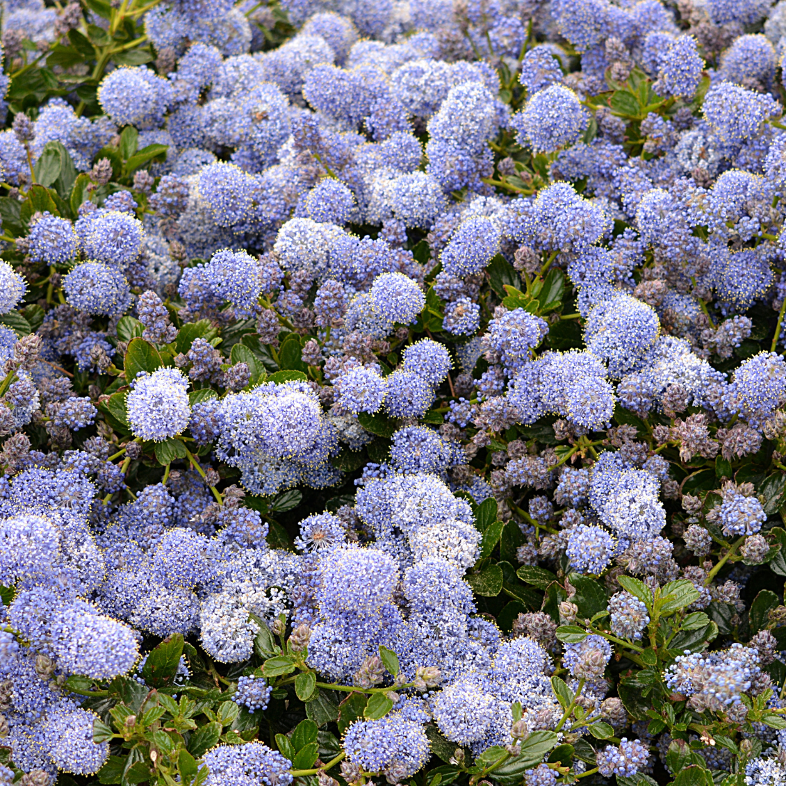 Ceanothe Victoria - 3l