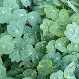 Micropousses Capucine - 250g