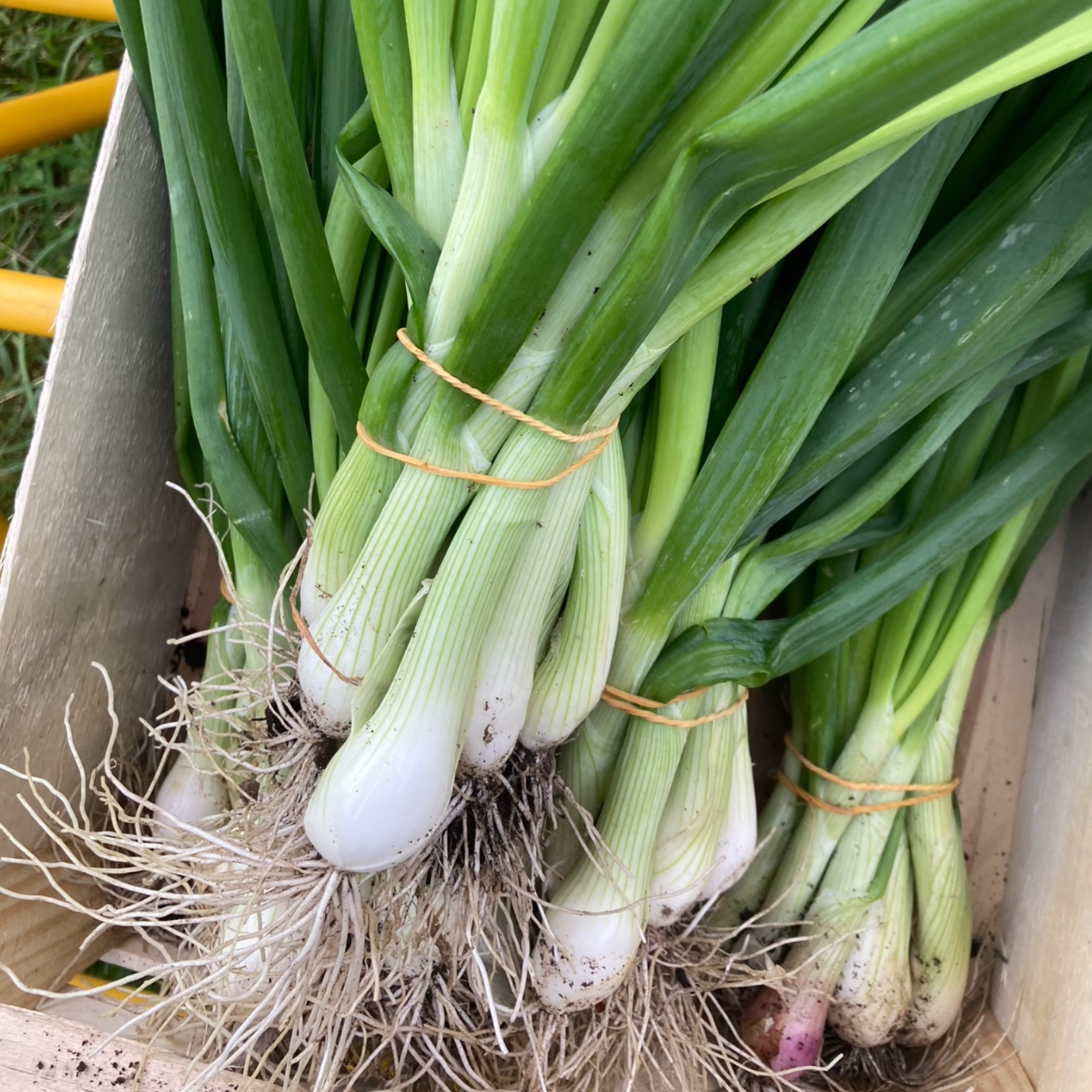 Oignon blanc frais (botte)