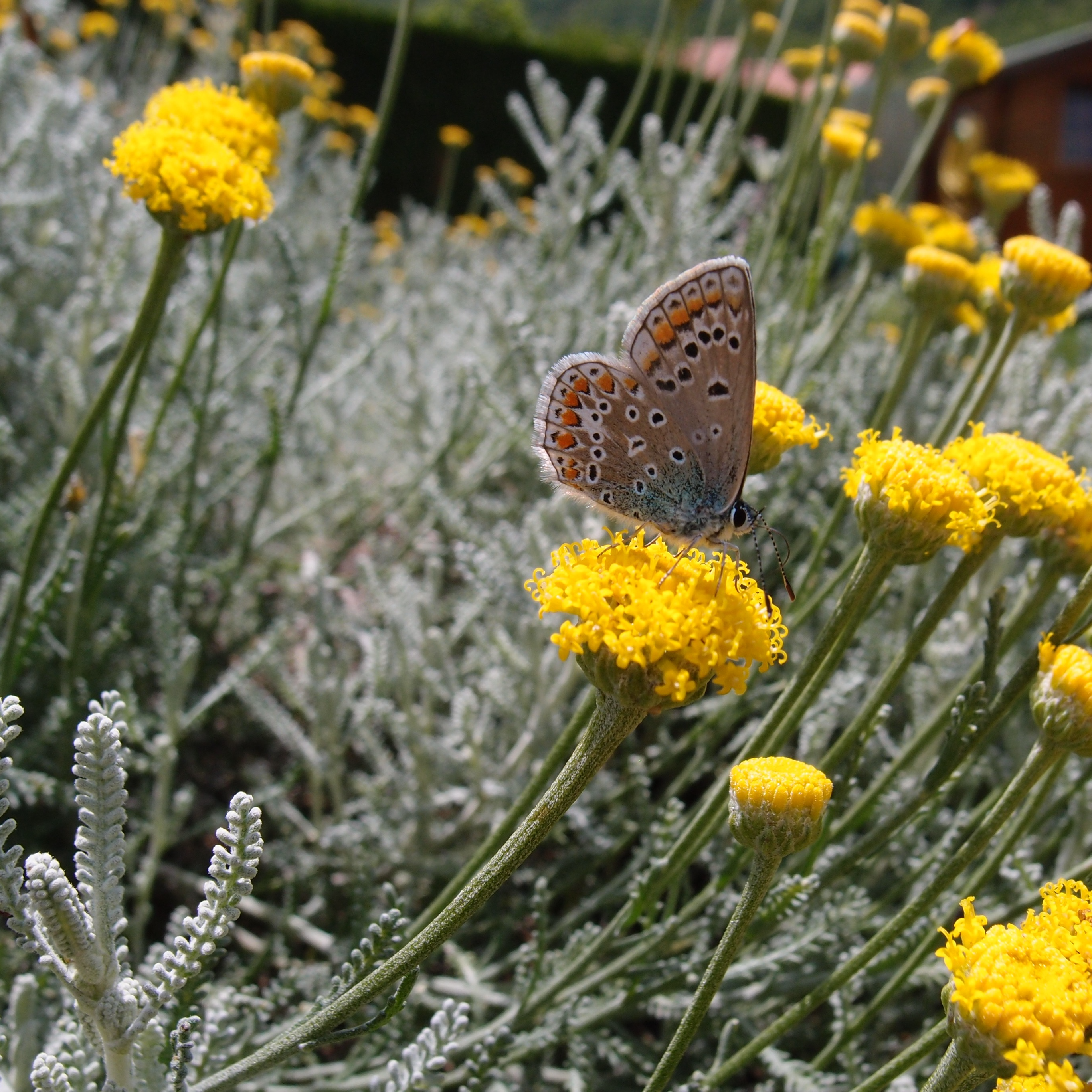 Santoline en pot 12 cm