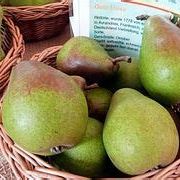 Poirier (Pyrus communis) 'Louise Bonne d'Avranches'