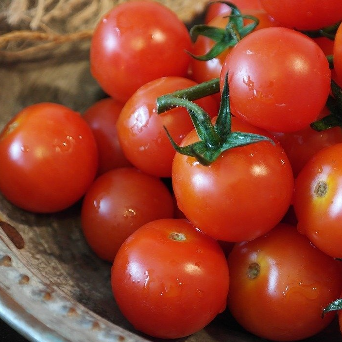 Tomate Miel du Mexique - godet 8 cm