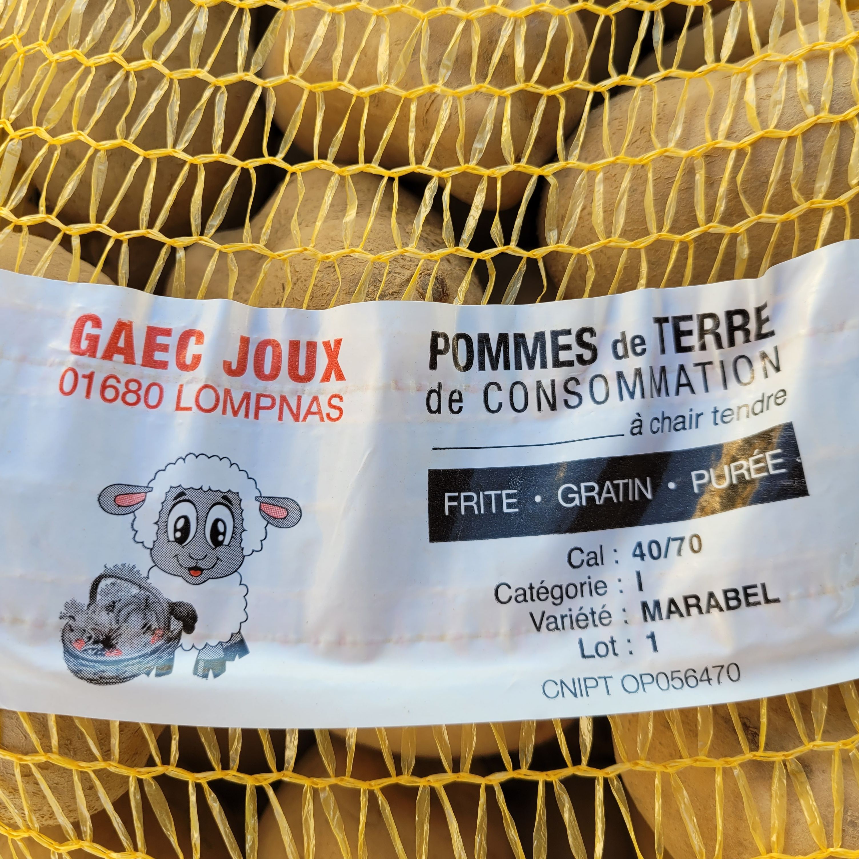 POMME DE TERRE DE CONSOMMATION