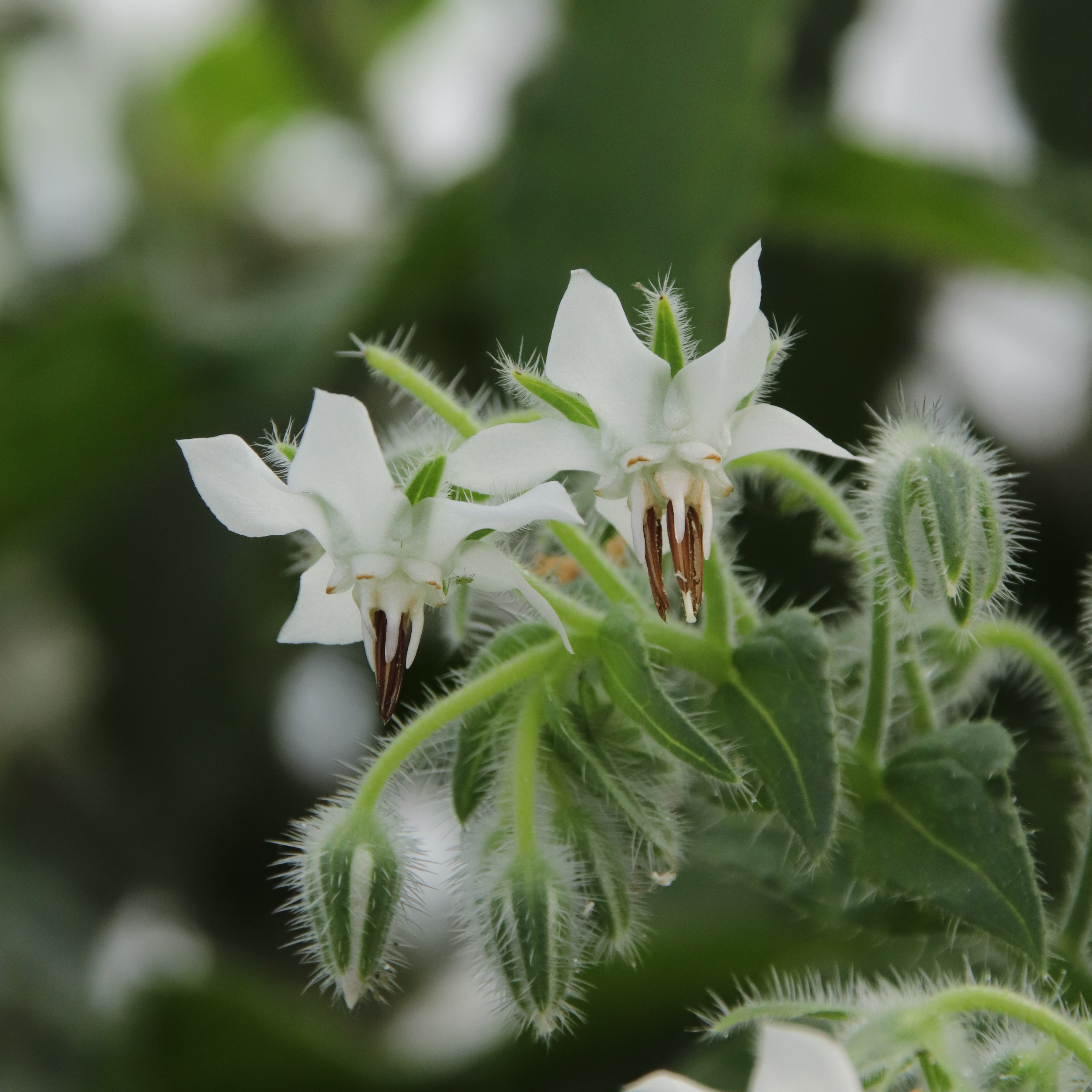 Bourrache blanche