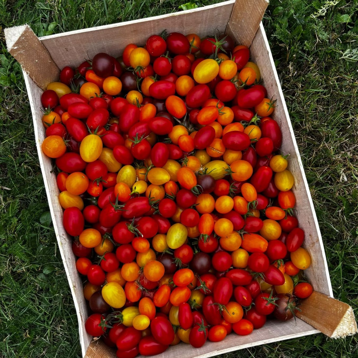 Tomate cerise vracs