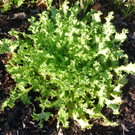Chicorée frisée