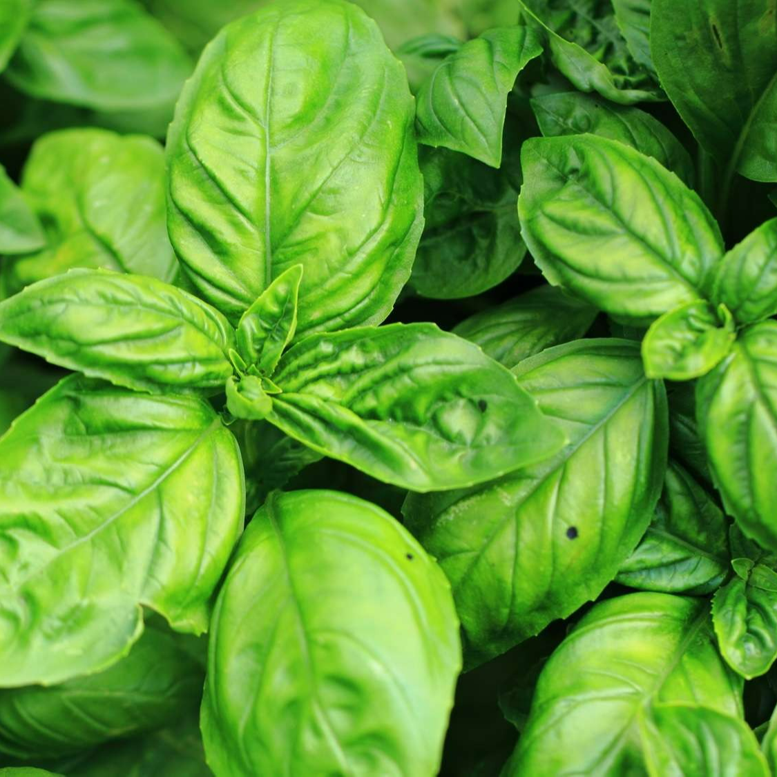 Basilic bio