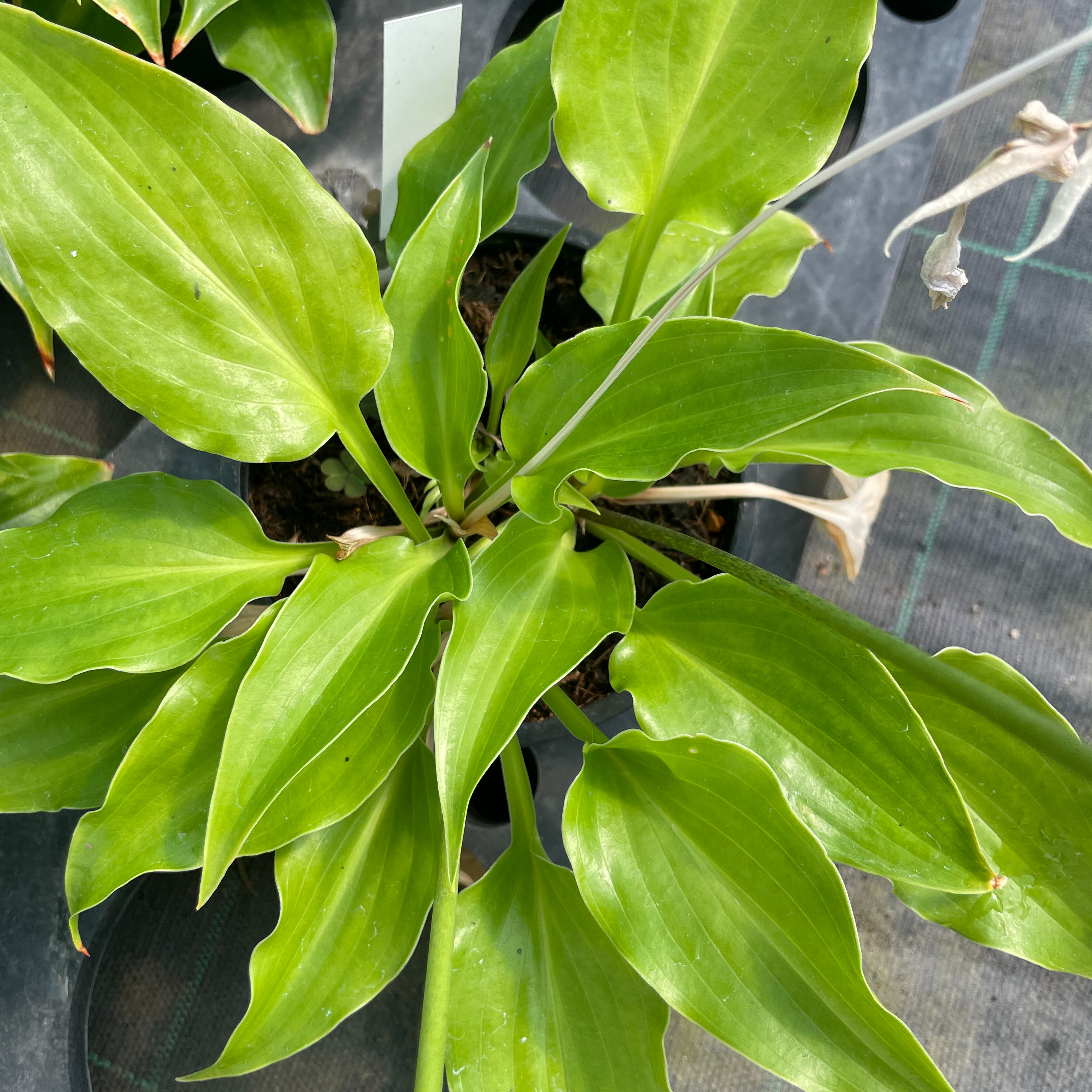 Hosta ‘Invincible’