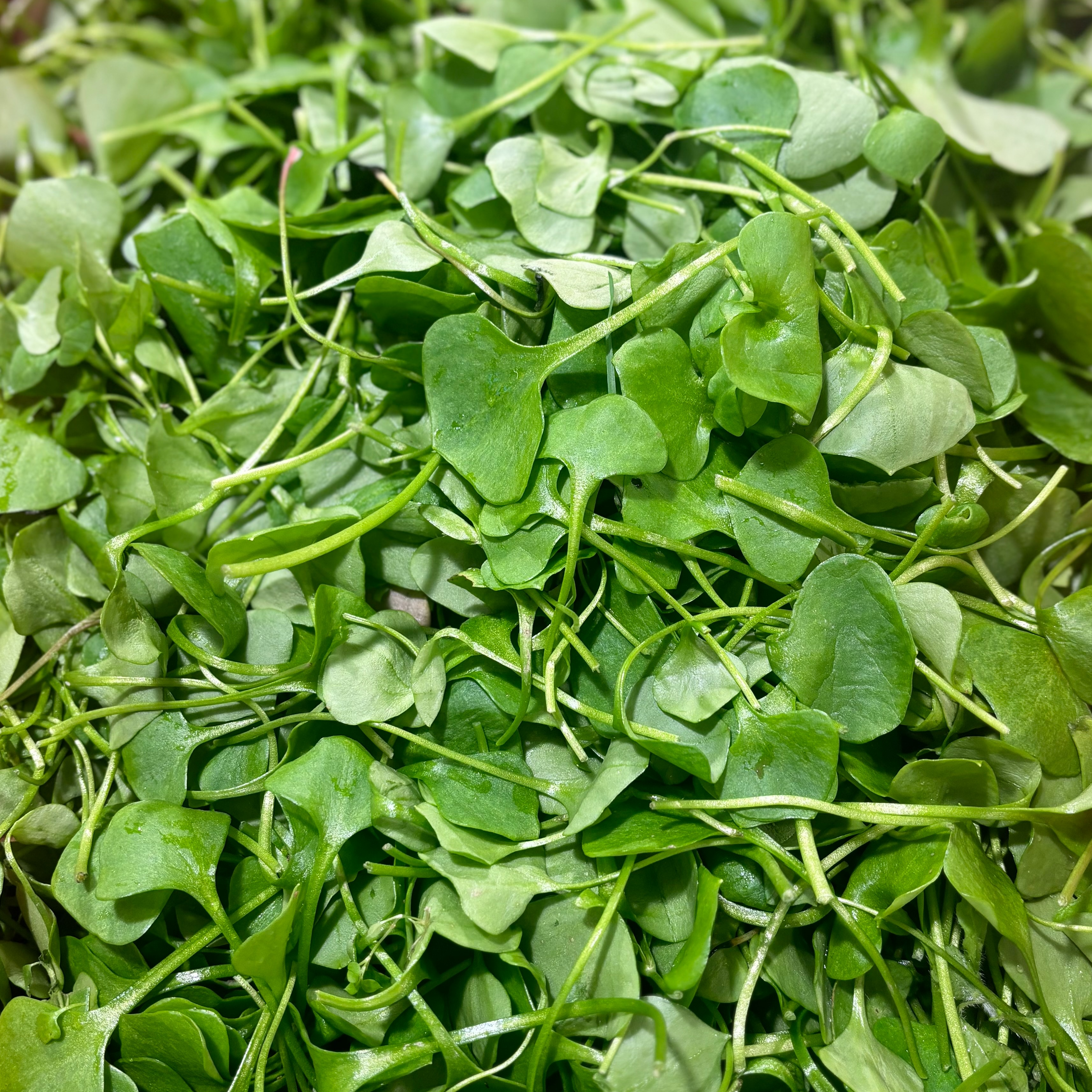 Pourpier Bio (sachet 200g)