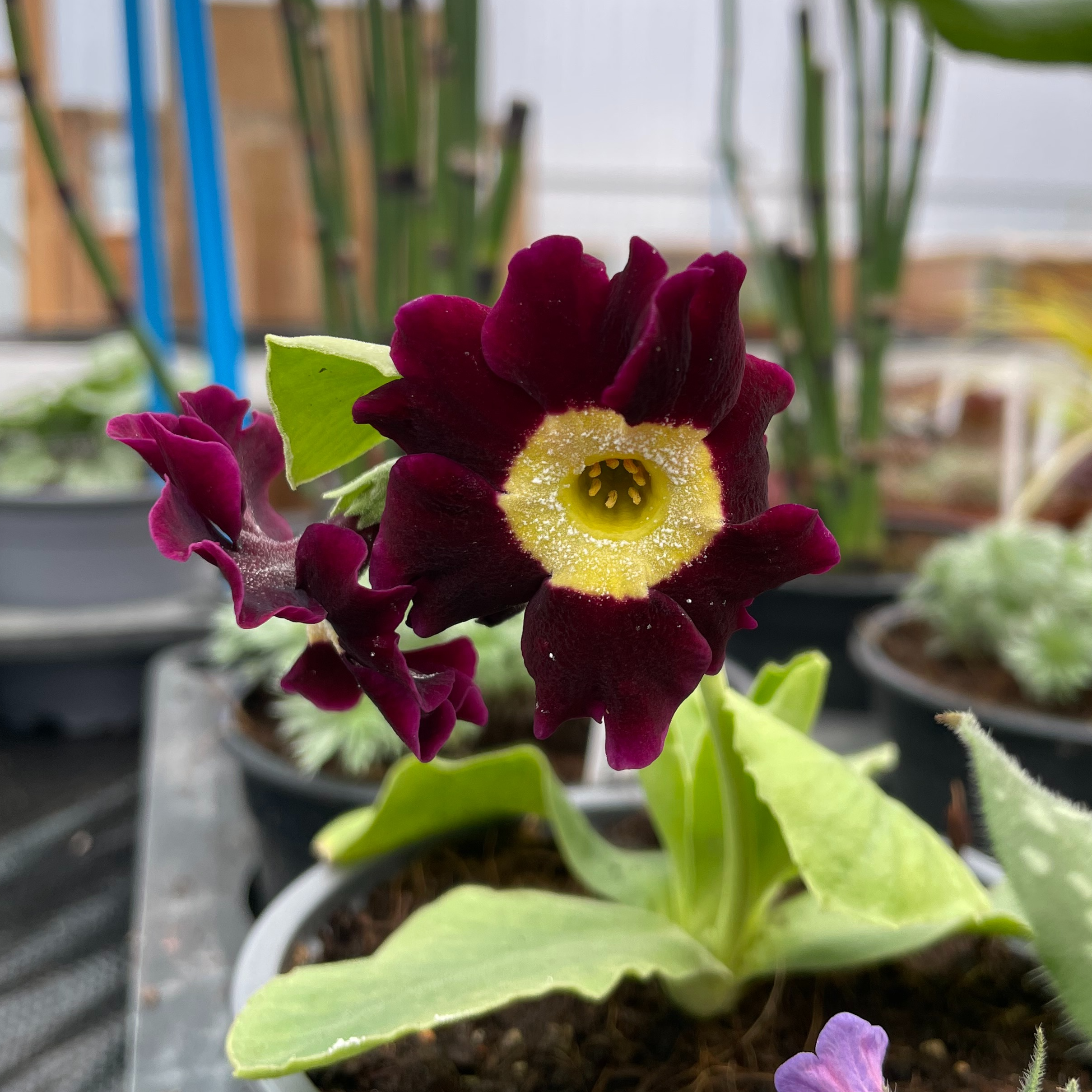 Primula auricula