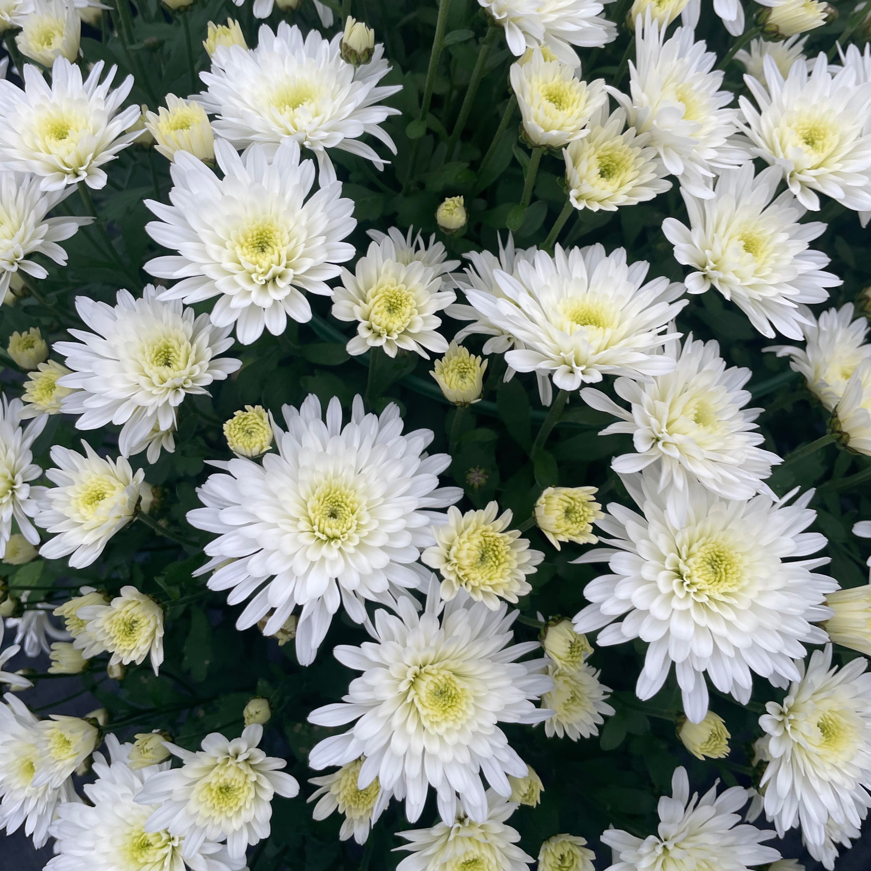 Chrysanthème Talys Blanc