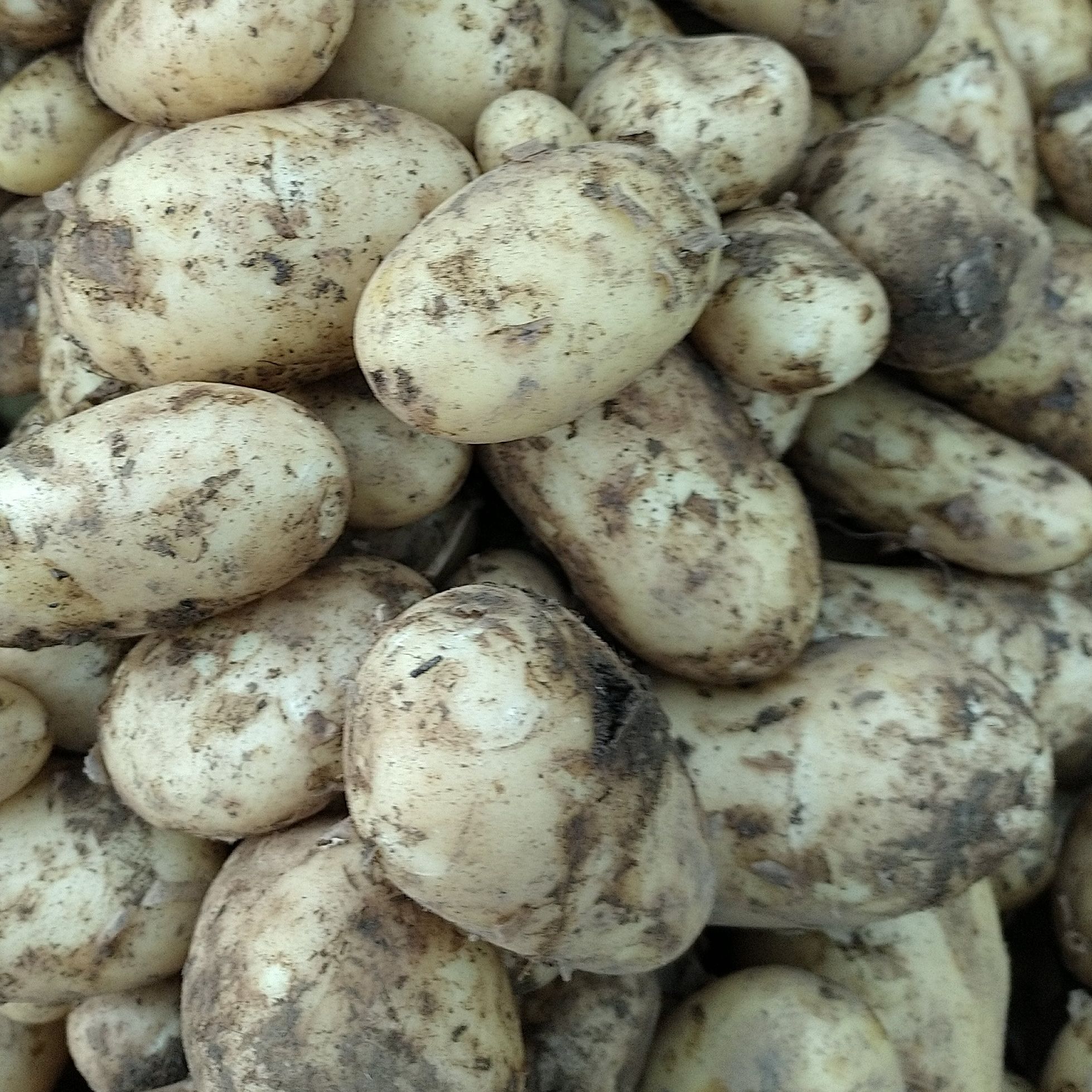 Pommes de terre nouvelles « Starlette »