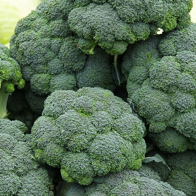 Brocoli Bio
