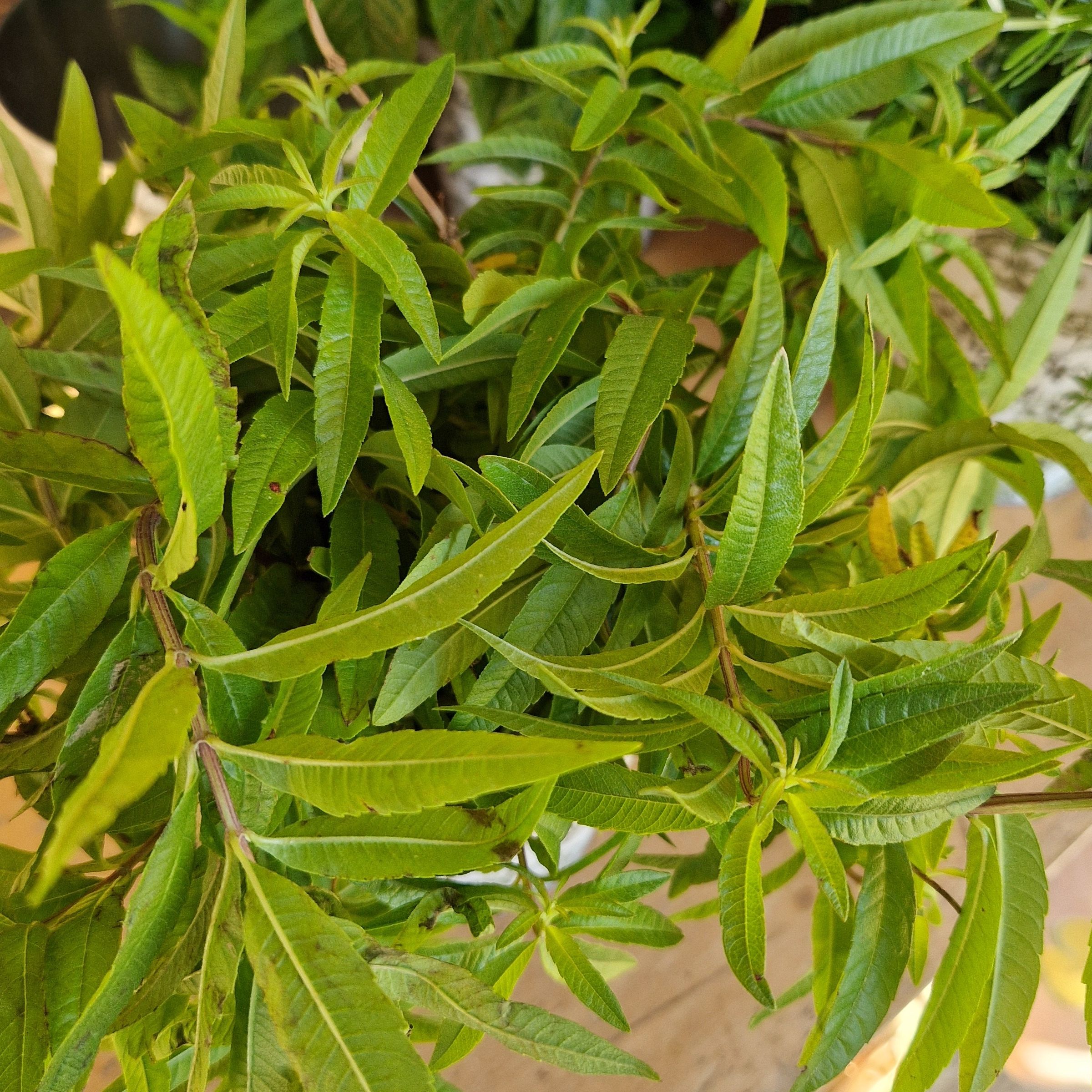 VERVEINE CITRONNELLE