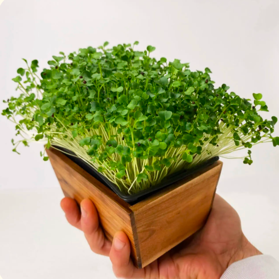 Micro-Pousse Moutarde - 20g