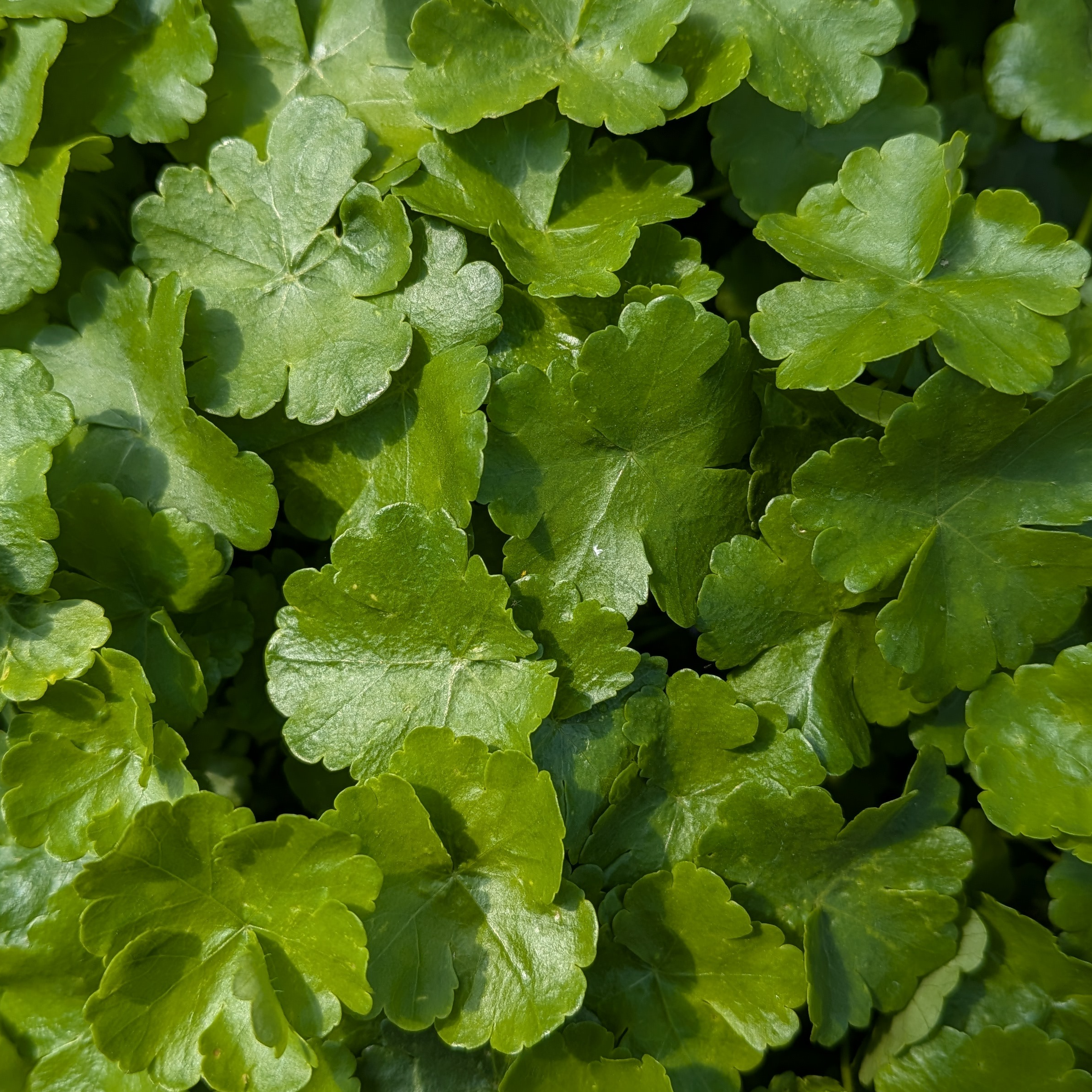 Écuelle d'eau (Hydrocotyle vulgaris) - 5g