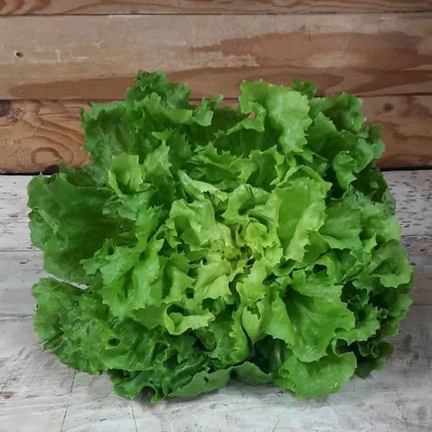 Chicorée scarole - 400g