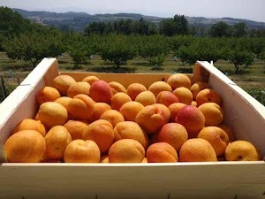 Abricots (plateau 5 kg)