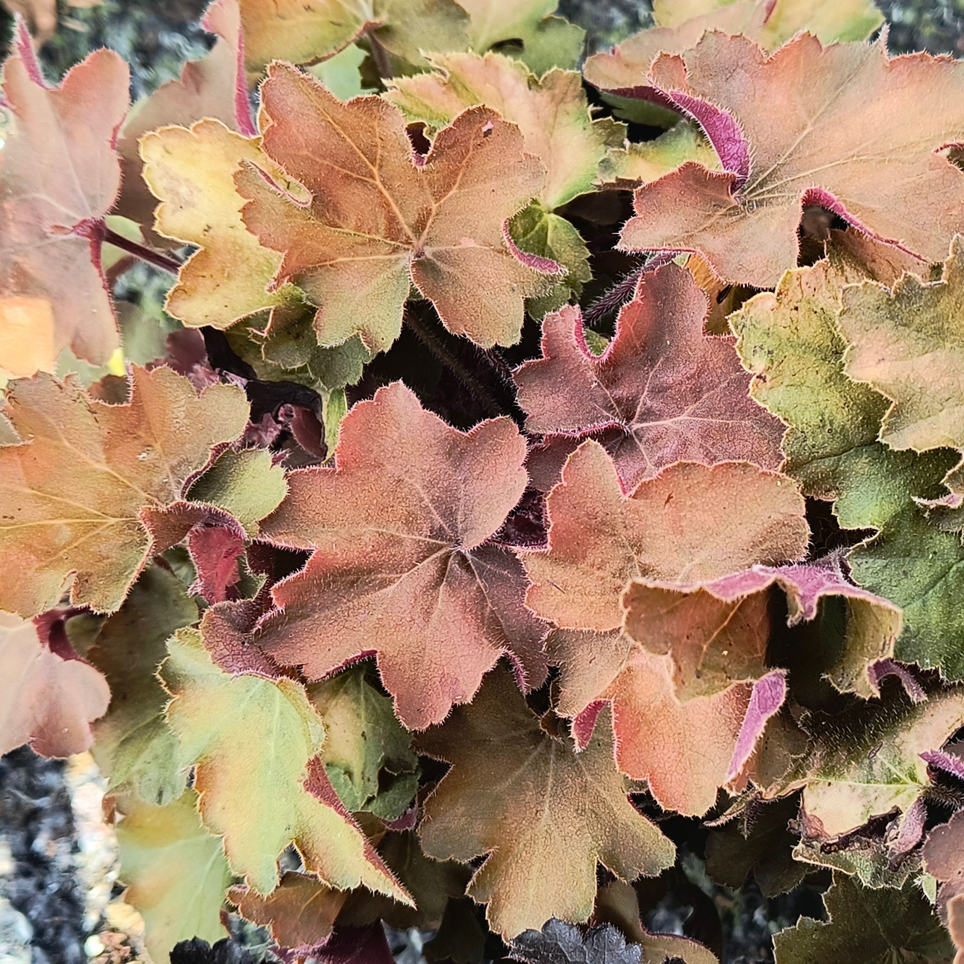 Heuchère "Caramel"