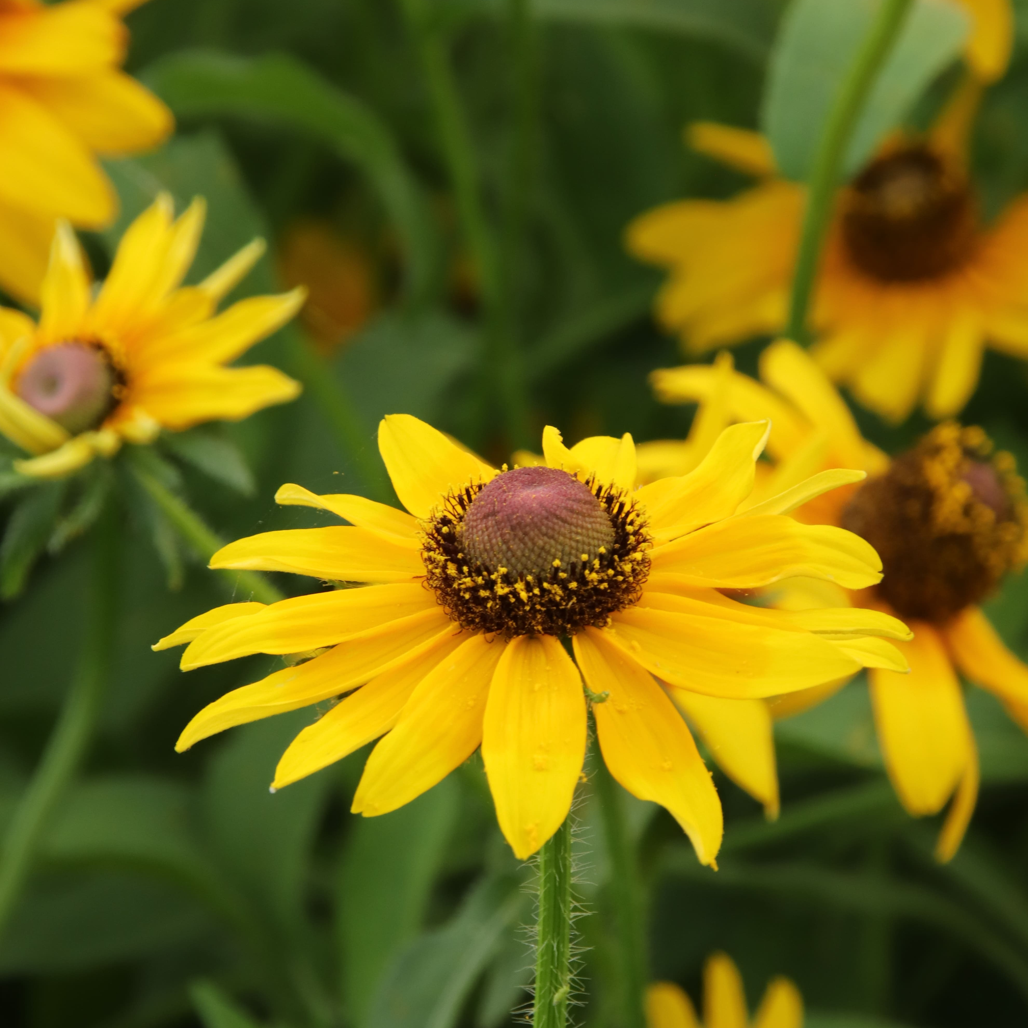 Rudbeckia