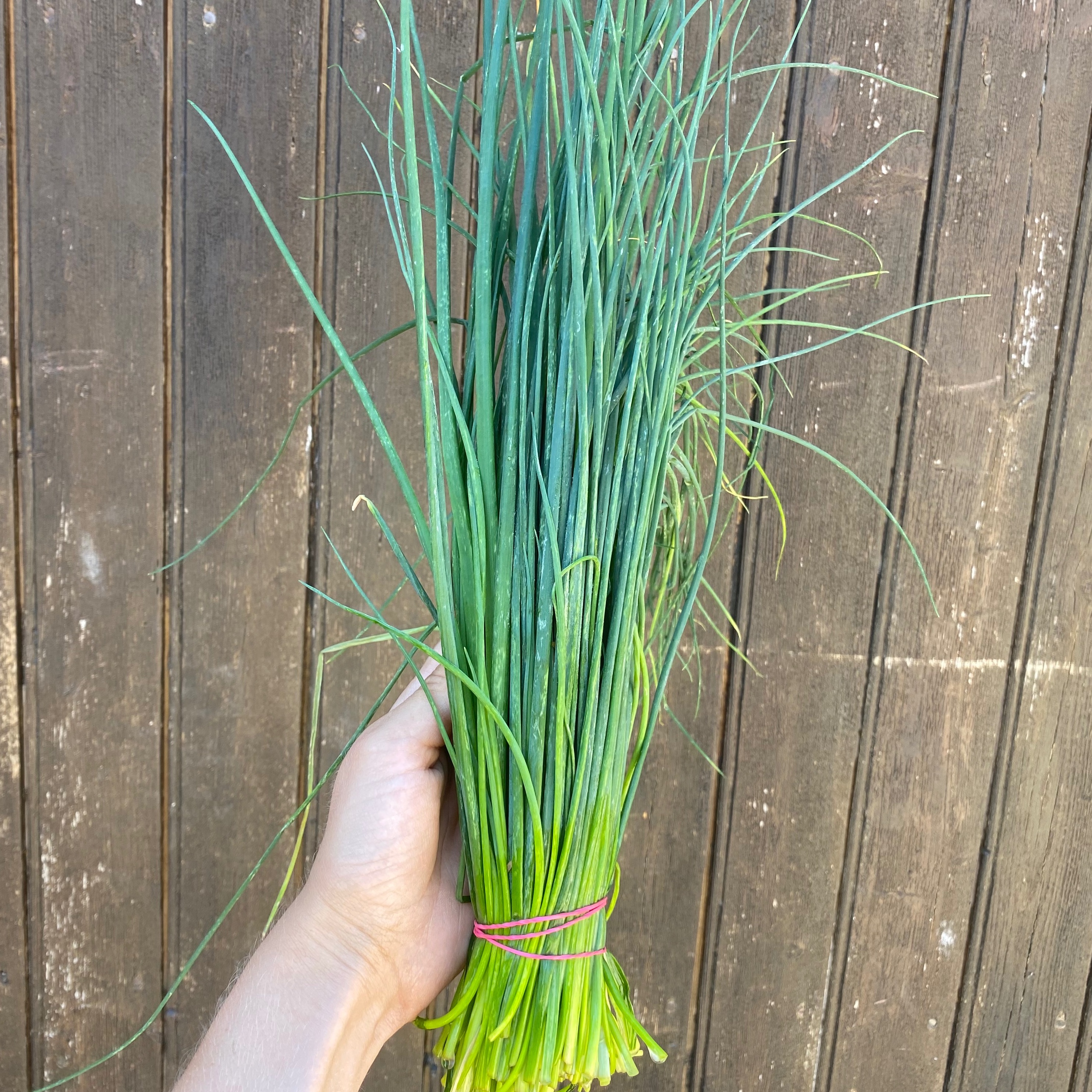 Bouquet de ciboulette - 50g