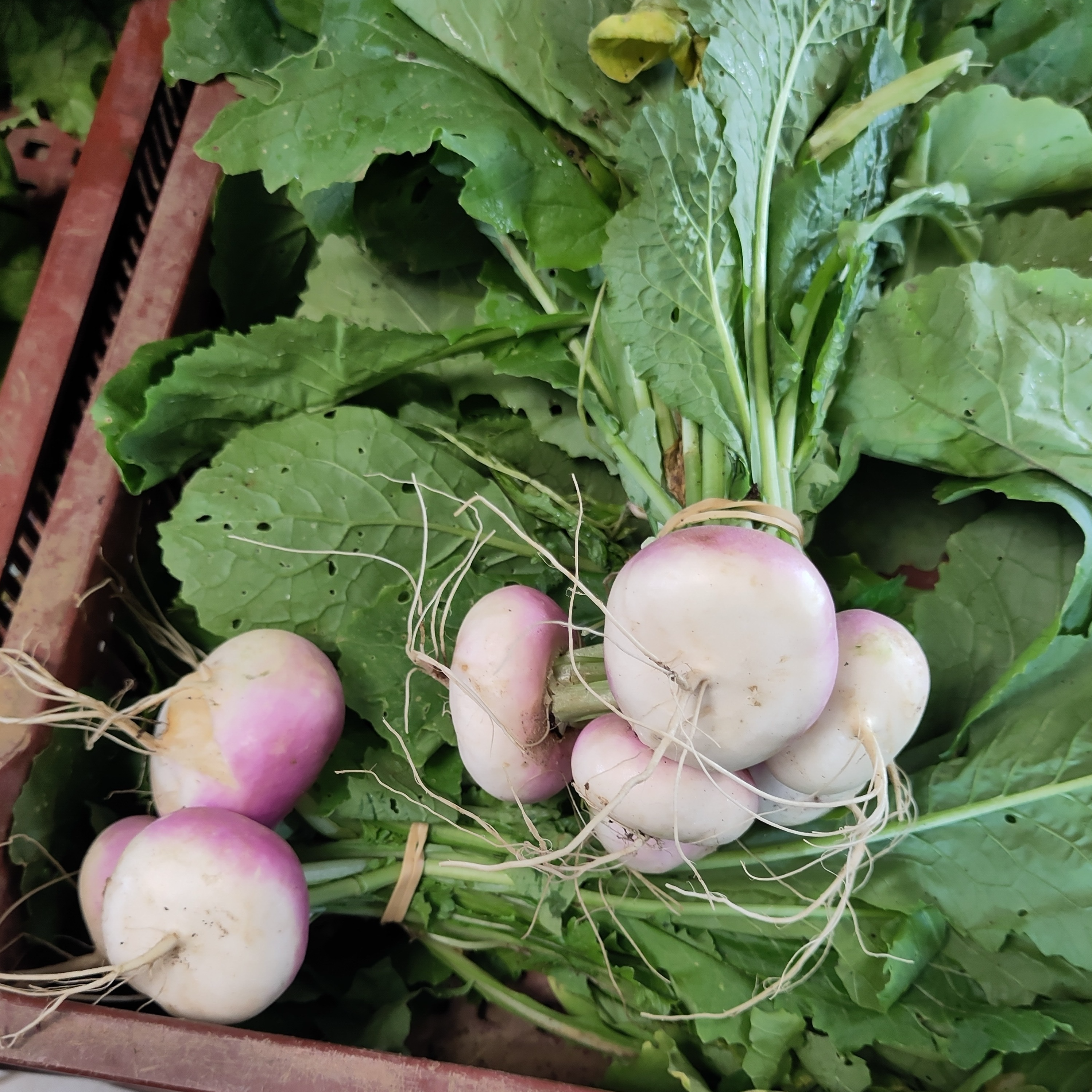 Navets nouveaux botte BIO