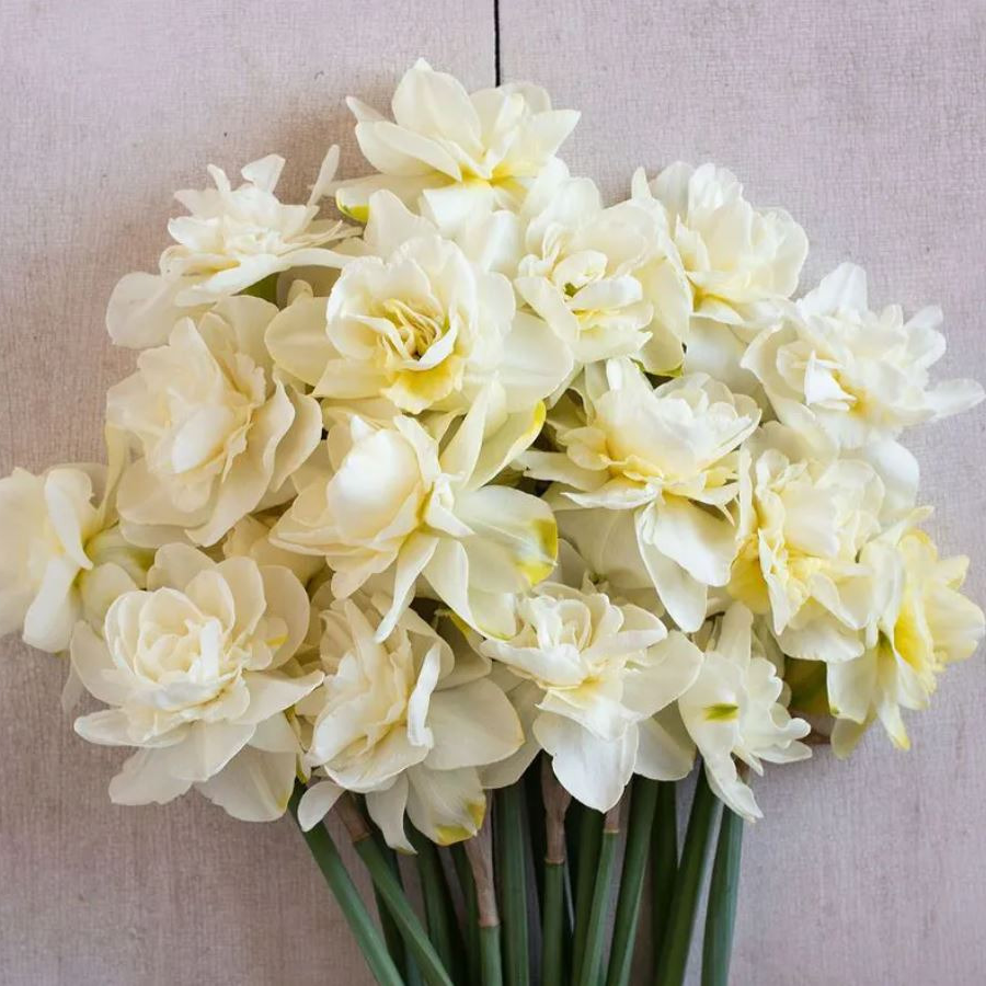 Narcisse 'Obdam' (botte de 10 tiges)