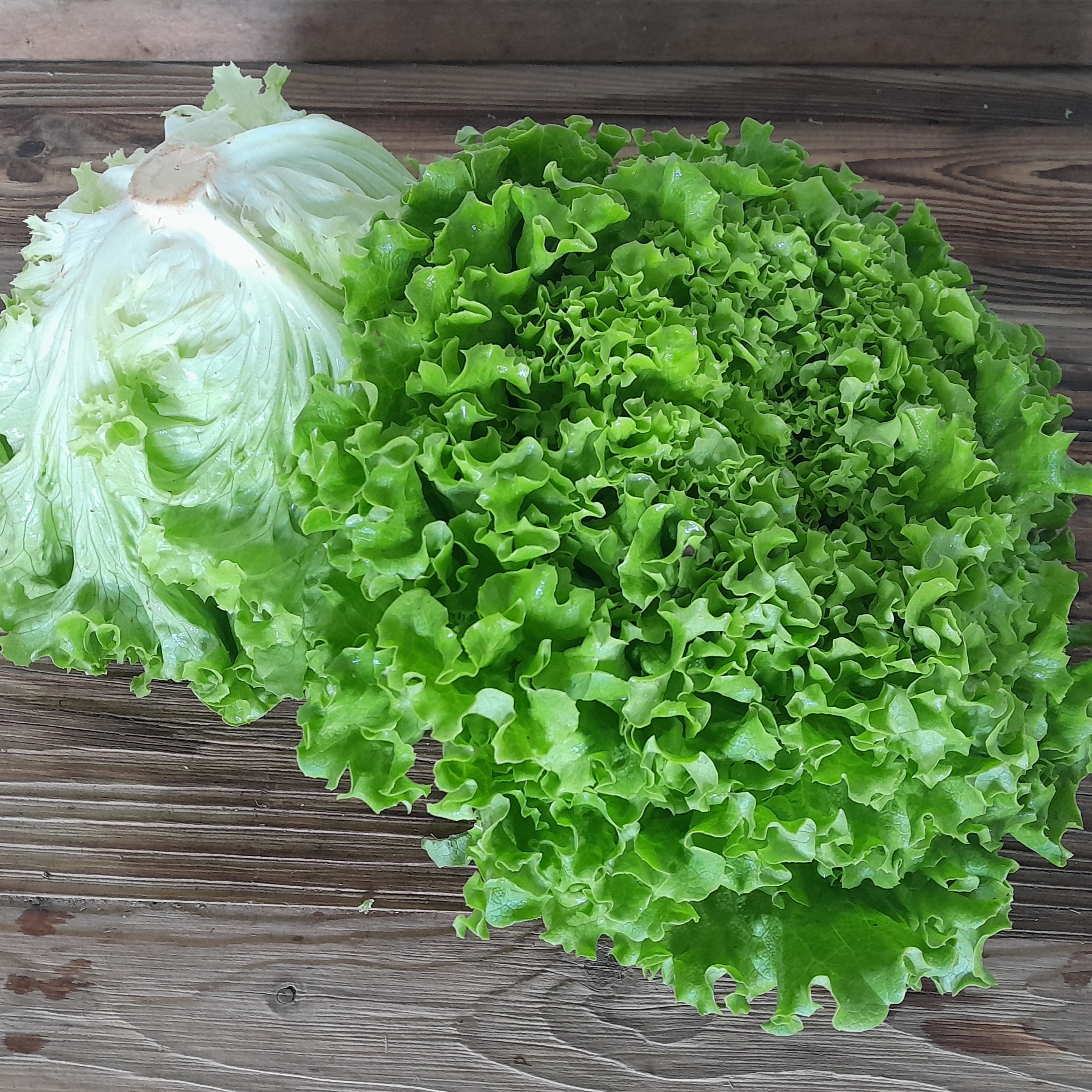 Salade Batavia