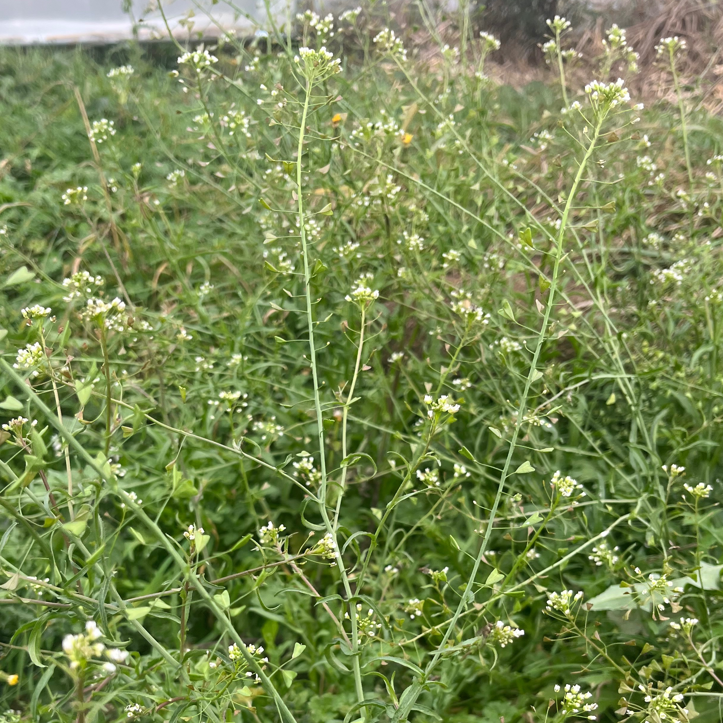 LEPIDIUM