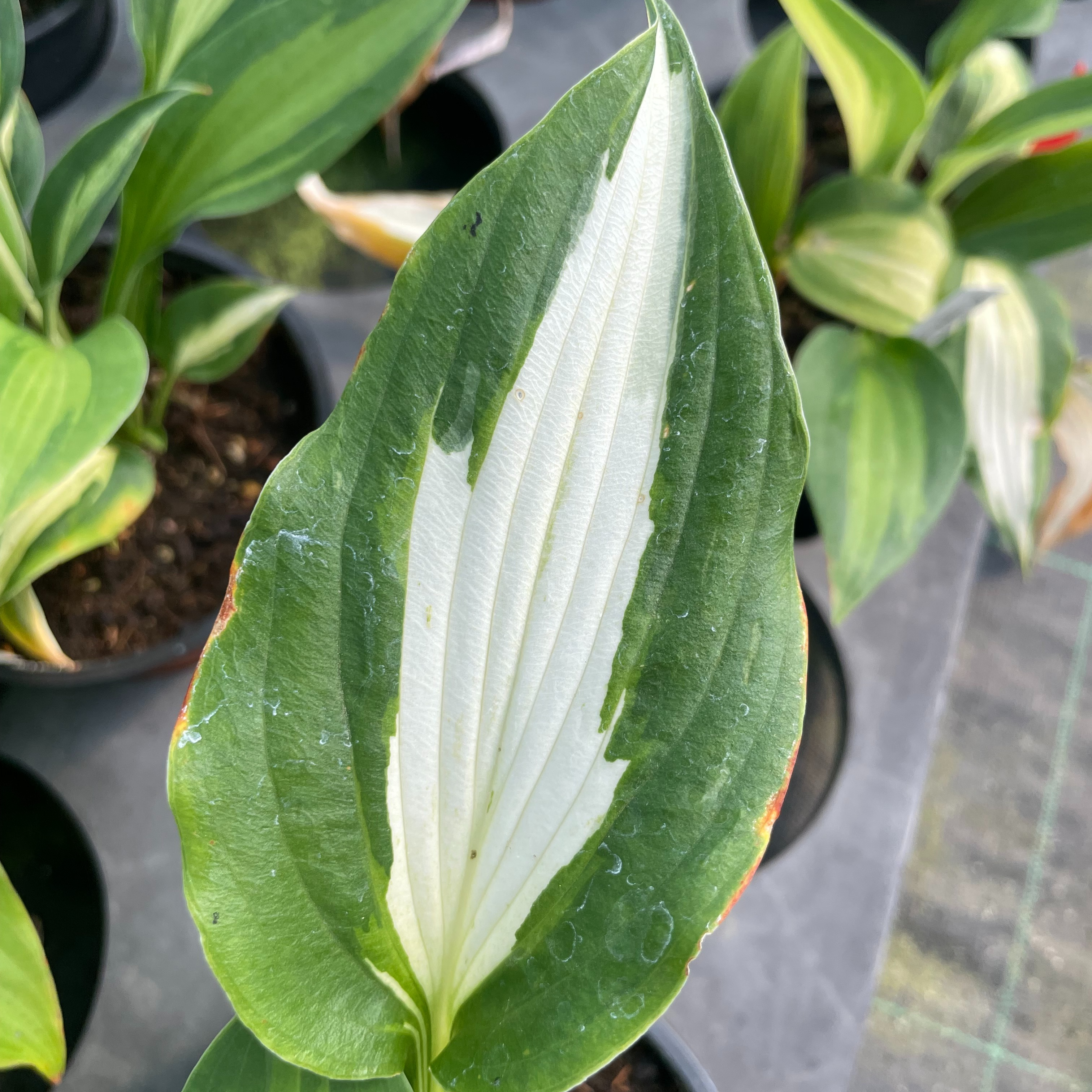 Hosta ‘Night before Christmas’