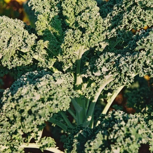 Choux kale botte