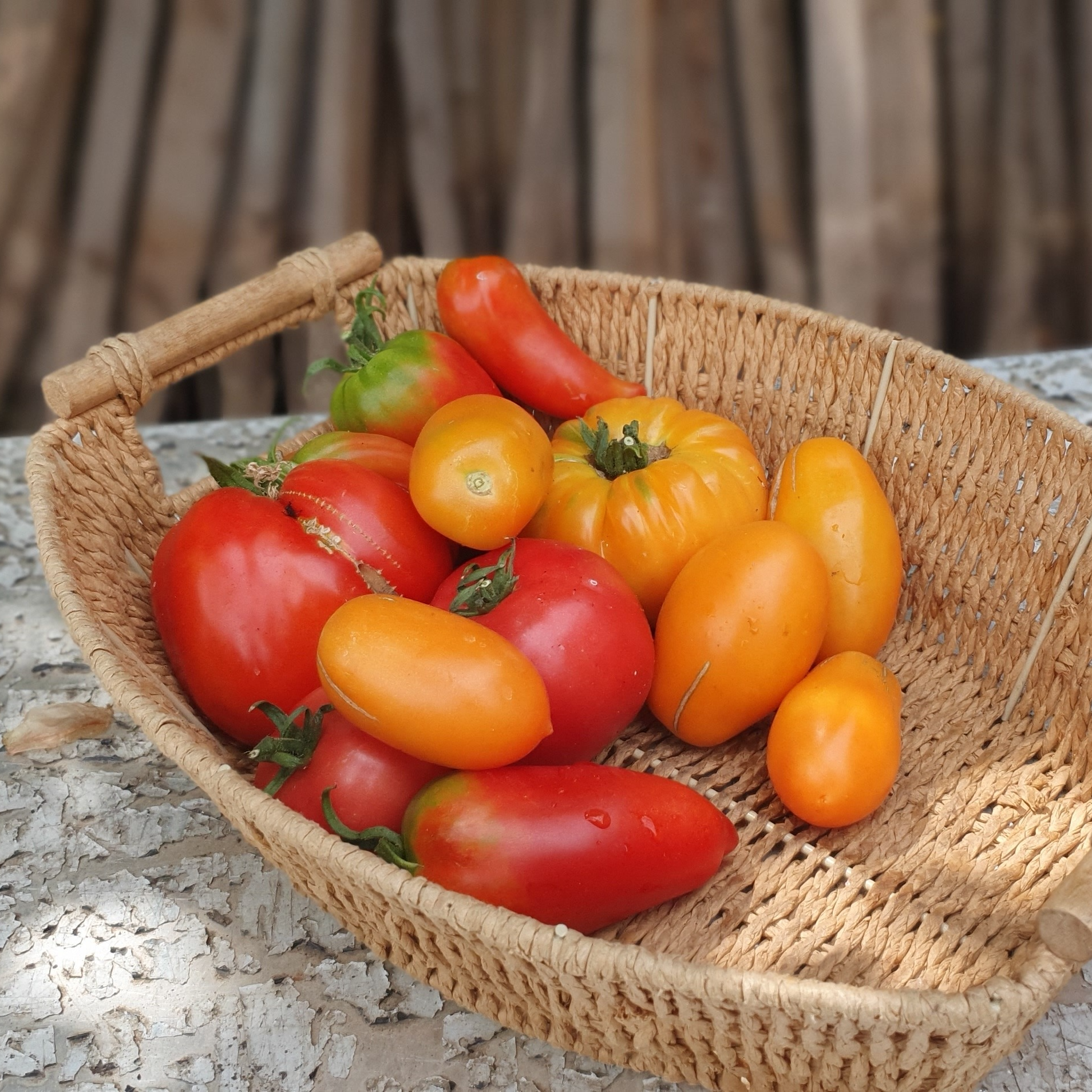 Tomate ancienne