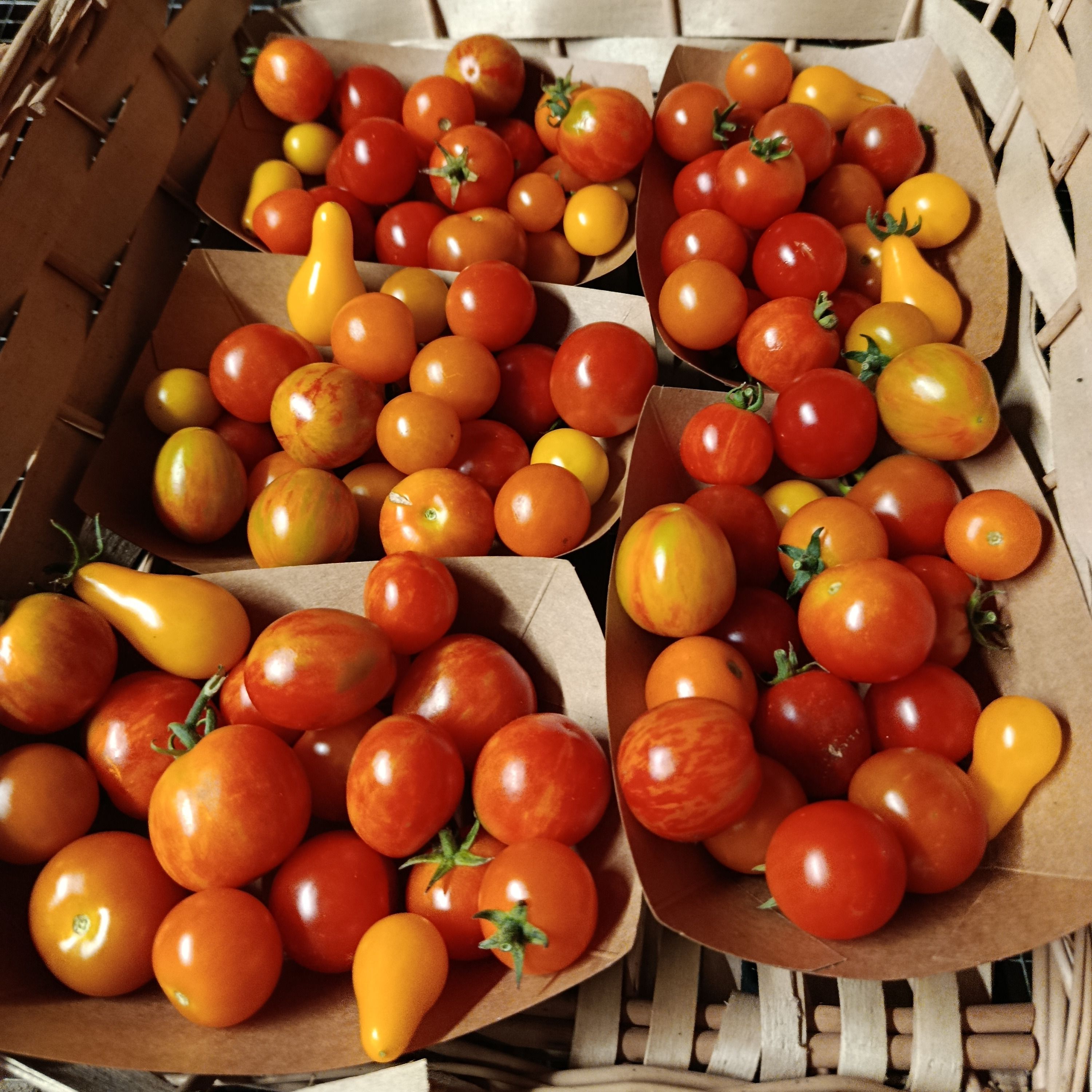 Tomates cerises barquette