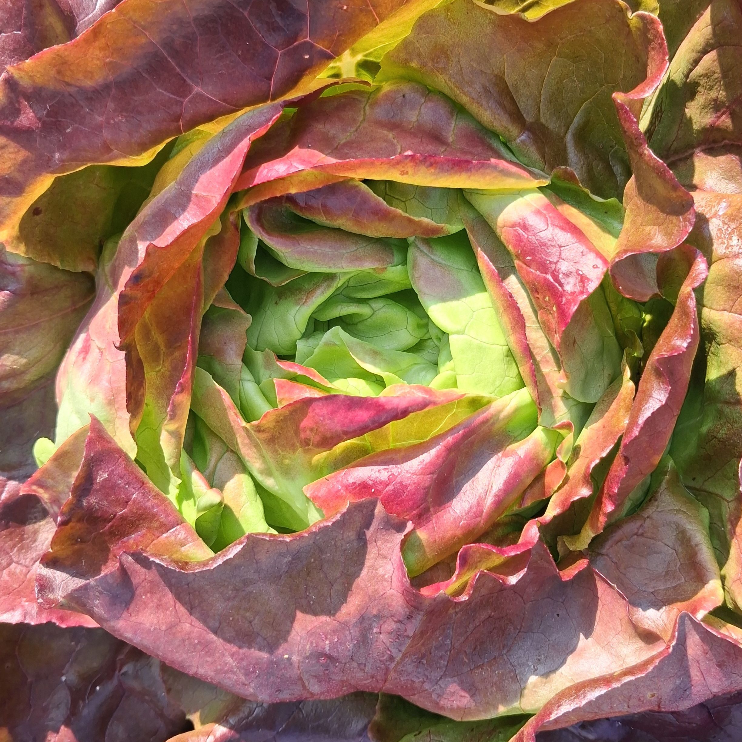 Salade Laitue Pommée Rouge