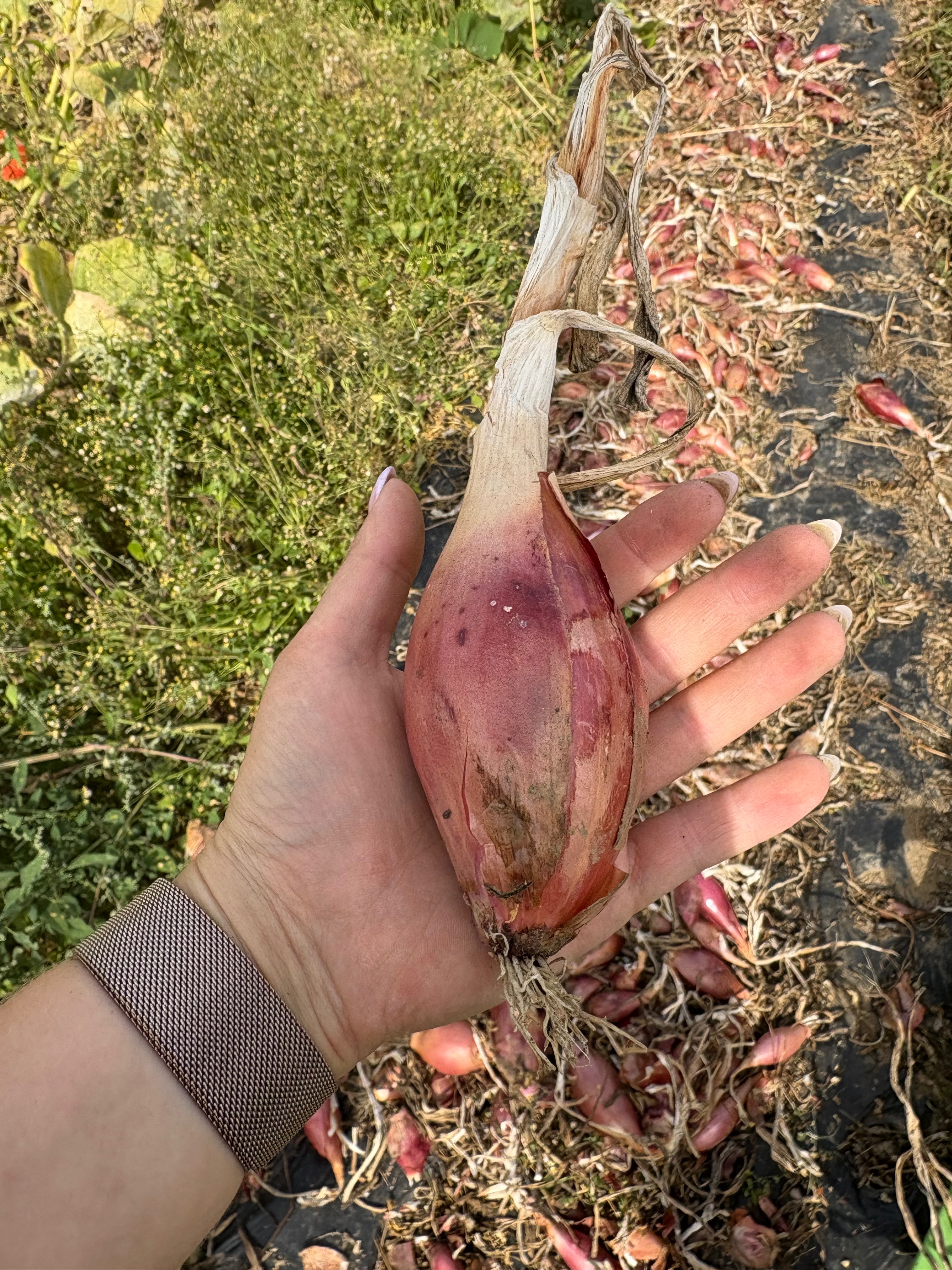 Échalote signal unité