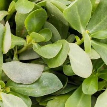 Pourpier d'été - Sachet - 250g