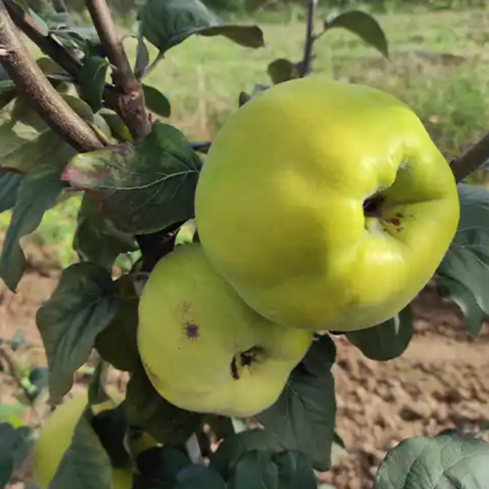 Cognassier 'Kuganskaya' / BA29 Racines nues