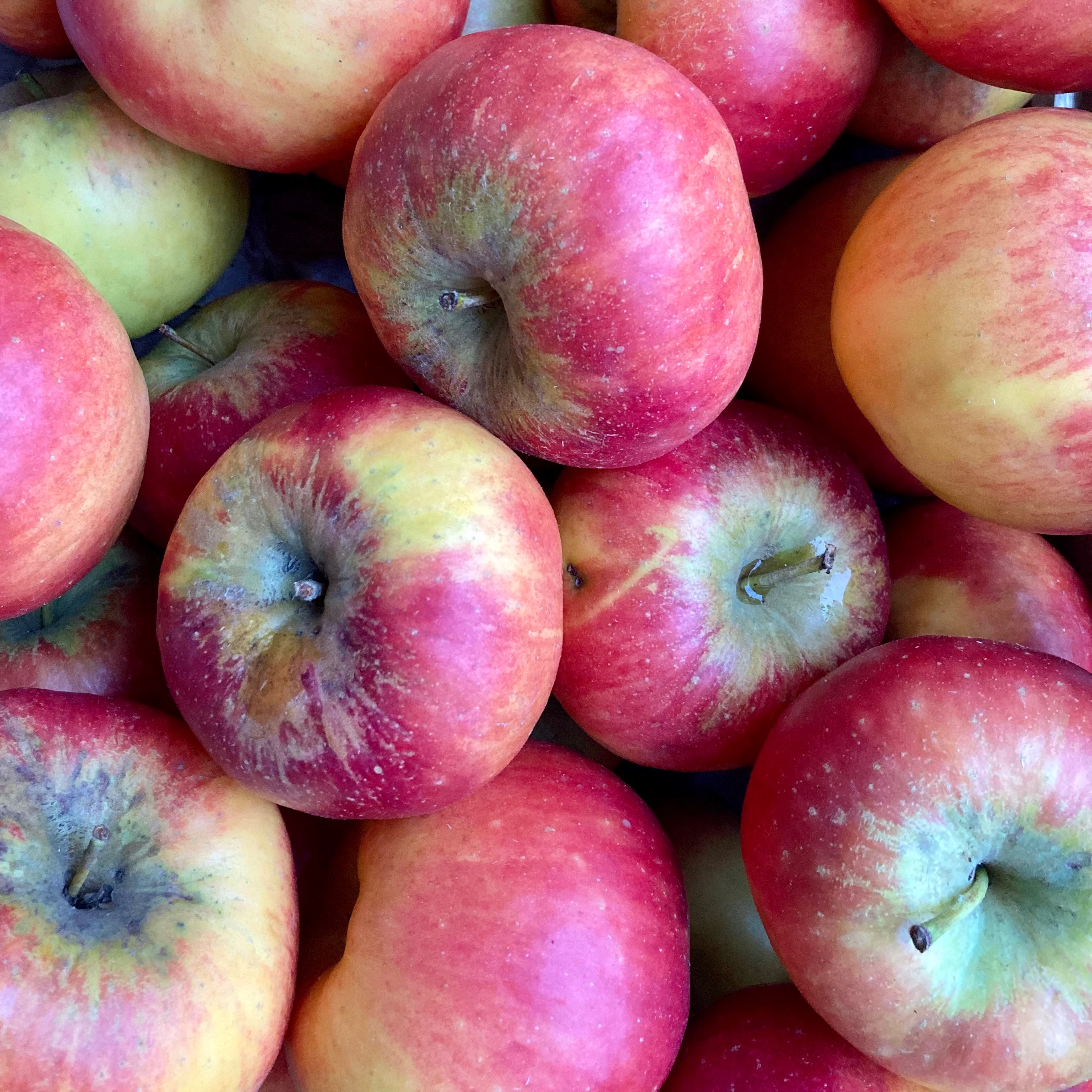 Pomme ‘Topaz’ (sucrée/acidulée)