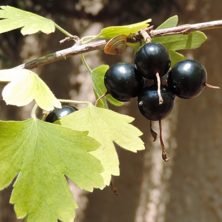 Cassis blanc 'Black Giant Missouri Pot 1L