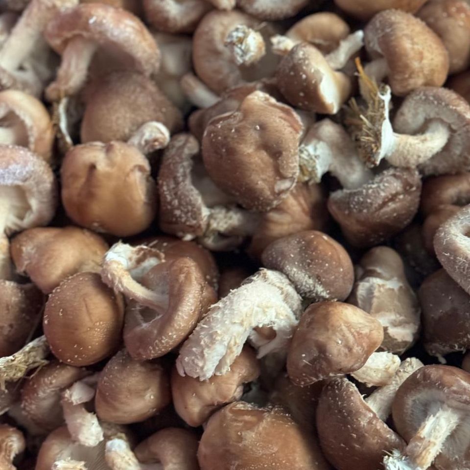 Shiitakes - Pro
