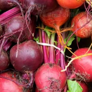 Betteraves fanes multicolores - Botte (chioggia et rouge) - 0,5kg