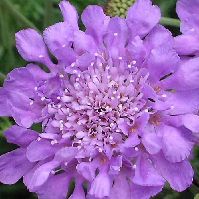 Scabiosa columbaria "Butterfly blue"