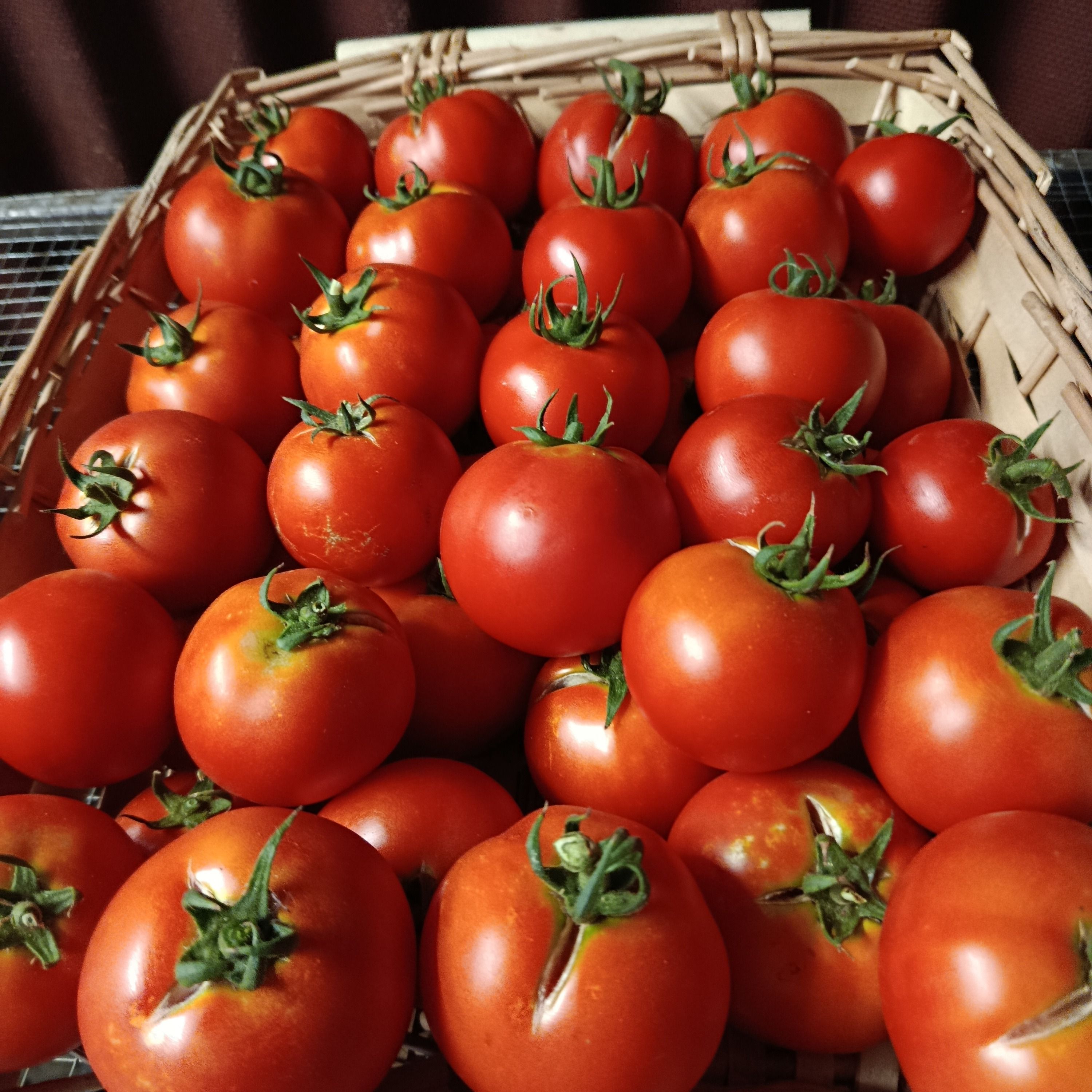 Tomate ronde moyenne entre 100 et 150 gr