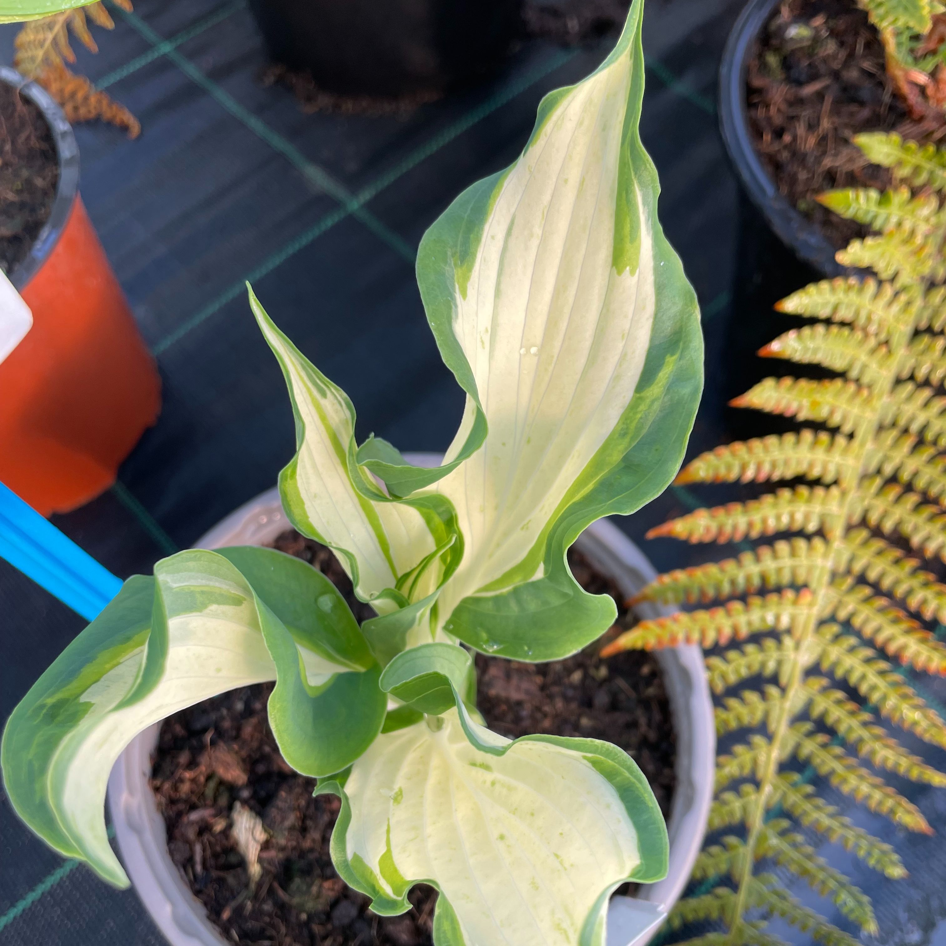 Hosta 'Zeus'
