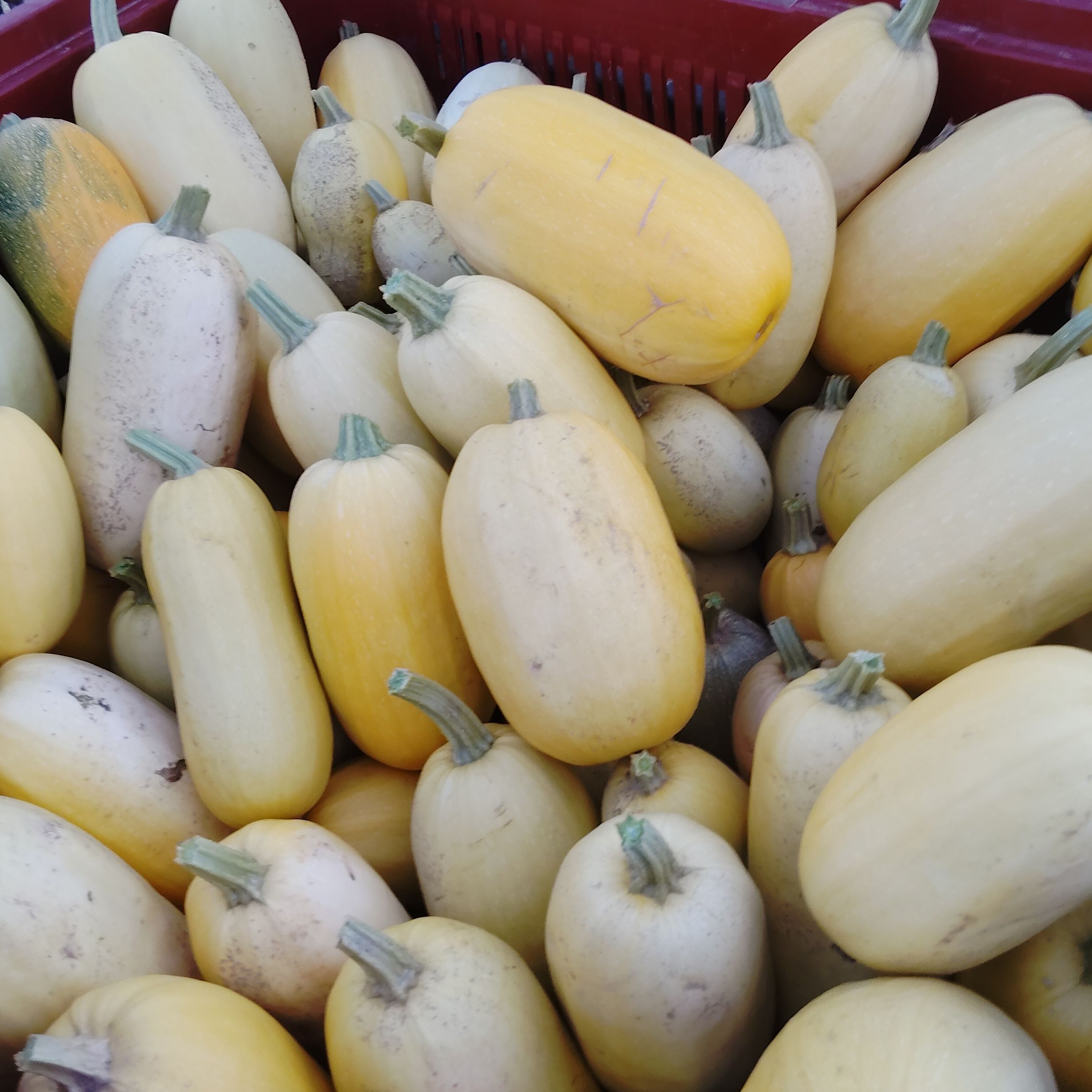 Courge spaghetti