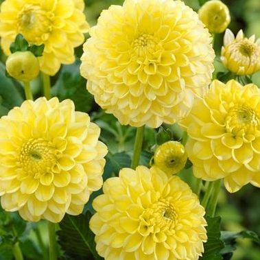 Dahlia golden torch