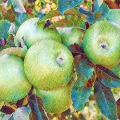 Granny Smith