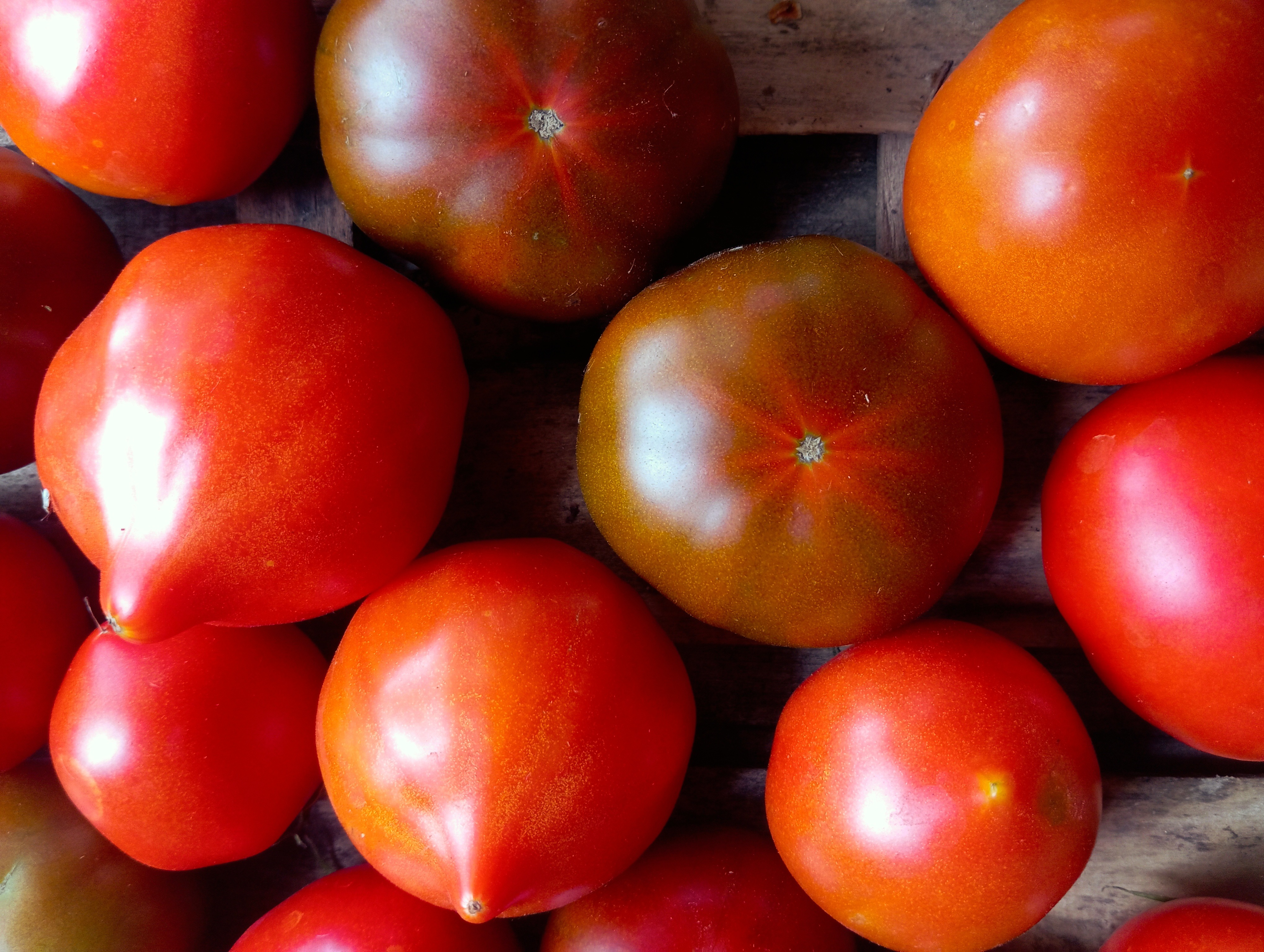 Tomate Ancienne AB