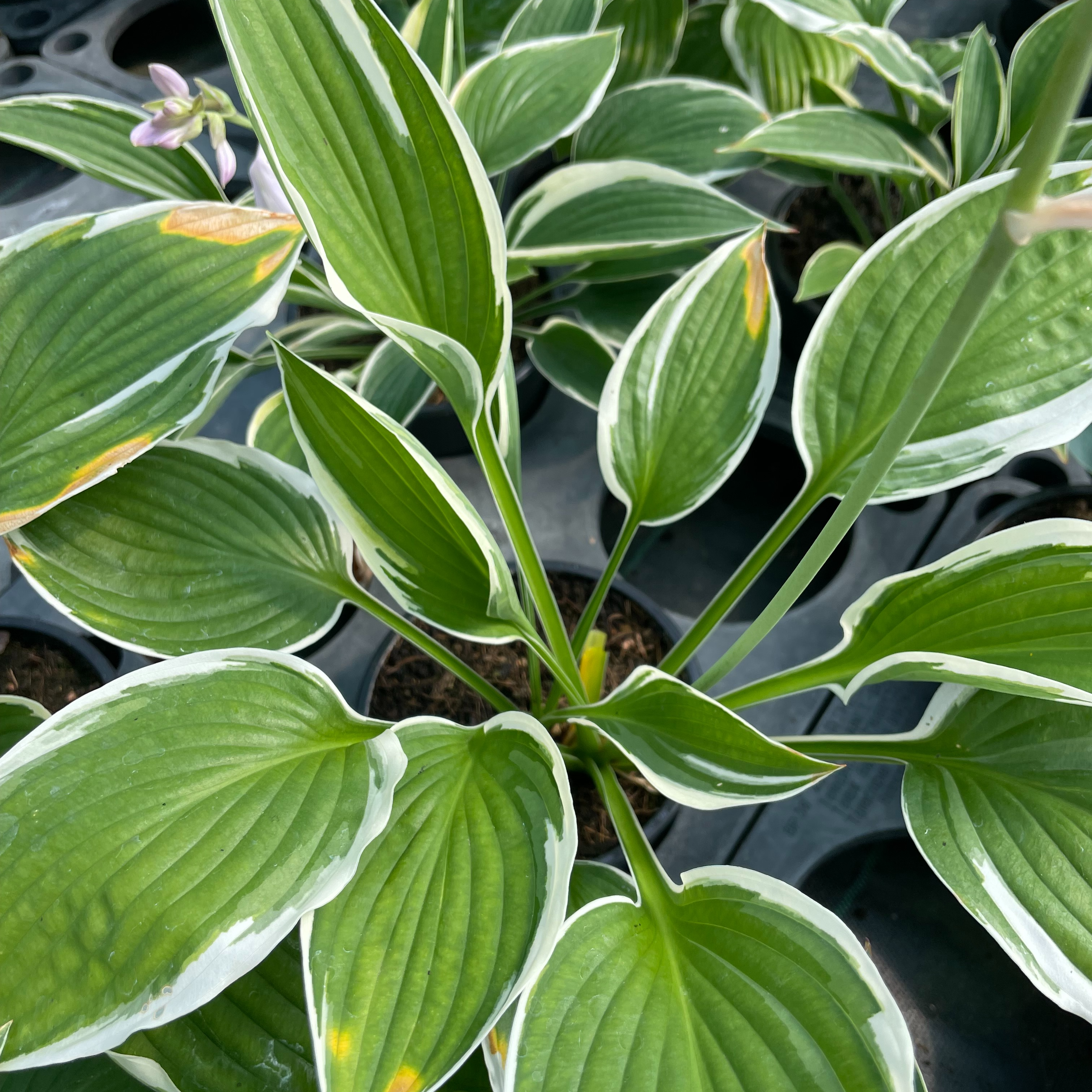 Hosta 'Francee'