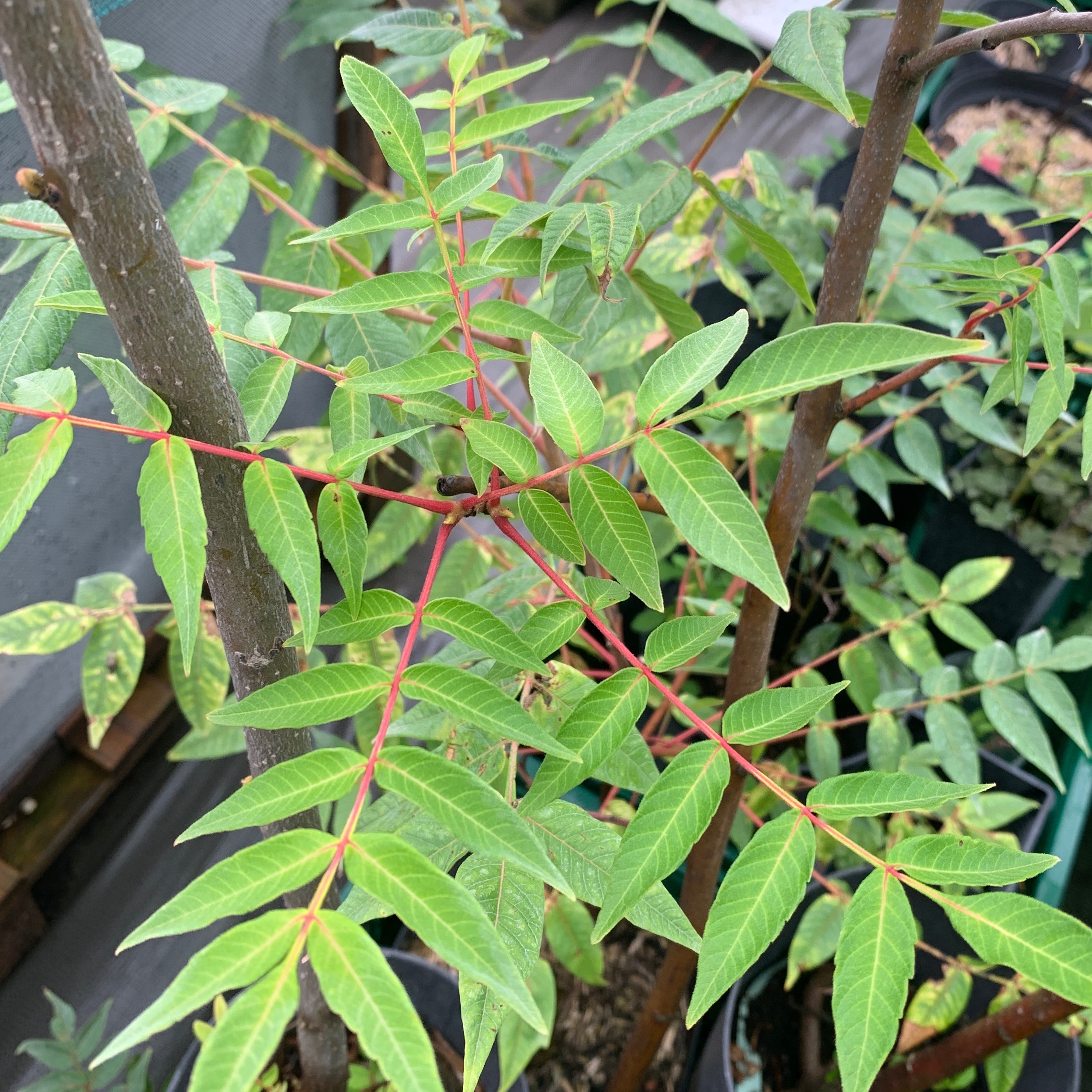 Vinaigrier du Punjab - pot 6L